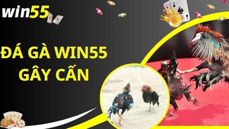 Sức hấp dẫn nhiều người đến với sảnh đá gà online Win55