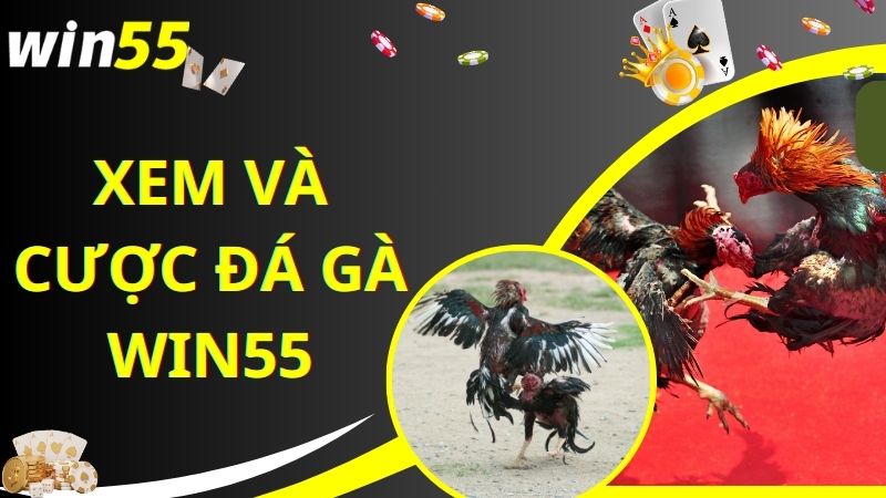 Bước tham gia xem và cược đá gà trực tuyến Win55